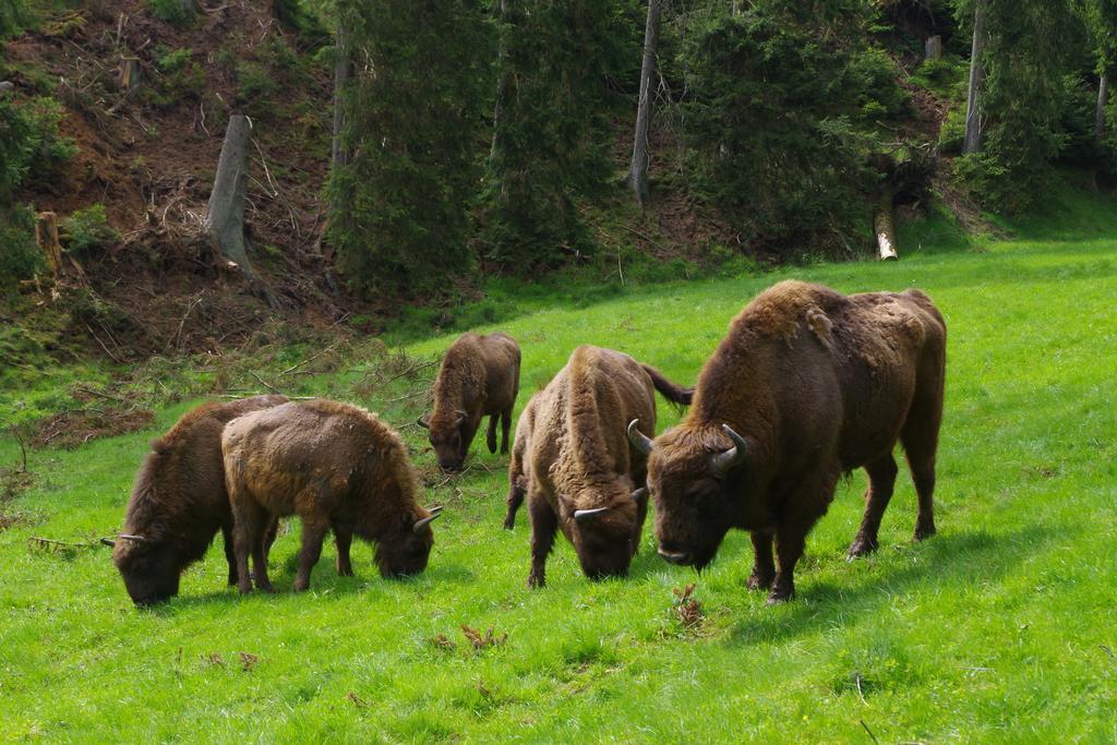 Jakobs Hütte Bad Berleburg Kültér fotó